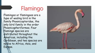 Flamingo
Flamingos or flamingoes are a
type of wading bird in the
family Phoenicopteridae, the
only bird family in the order
Phoenicopteriformes. Four
flamingo species are
distributed throughout the
Americas, including the
Caribbean, and two species are
native to Africa, Asia, and
Europe.
 
