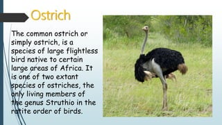 Ostrich
The common ostrich or
simply ostrich, is a
species of large flightless
bird native to certain
large areas of Africa. It
is one of two extant
species of ostriches, the
only living members of
the genus Struthio in the
ratite order of birds.
 