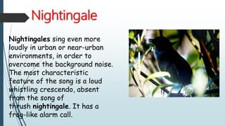Nightingale
Nightingales sing even more
loudly in urban or near-urban
environments, in order to
overcome the background noise.
The most characteristic
feature of the song is a loud
whistling crescendo, absent
from the song of
thrush nightingale. It has a
frog-like alarm call.
 