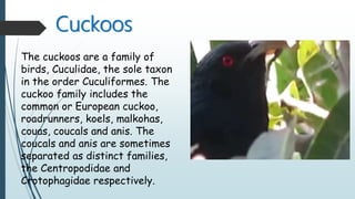Cuckoos
The cuckoos are a family of
birds, Cuculidae, the sole taxon
in the order Cuculiformes. The
cuckoo family includes the
common or European cuckoo,
roadrunners, koels, malkohas,
couas, coucals and anis. The
coucals and anis are sometimes
separated as distinct families,
the Centropodidae and
Crotophagidae respectively.
 