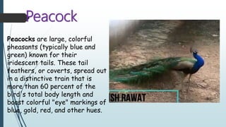 Peacock
Peacocks are large, colorful
pheasants (typically blue and
green) known for their
iridescent tails. These tail
feathers, or coverts, spread out
in a distinctive train that is
more than 60 percent of the
bird's total body length and
boast colorful "eye" markings of
blue, gold, red, and other hues.
 