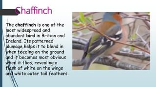 Chaffinch
The chaffinch is one of the
most widespread and
abundant bird in Britian and
Ireland. Its patterned
plumage helps it to blend in
when feeding on the ground
and it becomes most obvious
when it flies, revealing a
flash of white on the wings
and white outer tail feathers.
 
