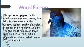 Wood Pigeon
Though wood pigeon is the
most commonly used name, this
bird is also known as the
woody, cushat, cushy-do, quist,
ringdow and ring dove. It's by
far the most numerous large
wild bird in Britain, with a
population estimated at around
2.5 million pairs.
 