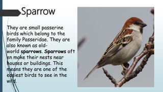 Sparrow
They are small passerine
birds which belong to the
family Passeridae. They are
also known as old-
world sparrows. Sparrows oft
en make their nests near
houses or buildings. This
means they are one of the
easiest birds to see in the
wild.
 