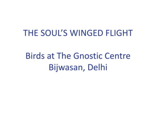 THE SOUL’S WINGED FLIGHT
Birds at The Gnostic Centre
Bijwasan, Delhi
 