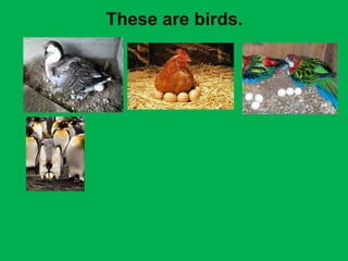 These are birds. 
 