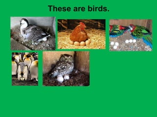 These are birds. 
 