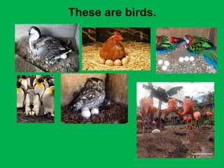 These are birds. 
 
