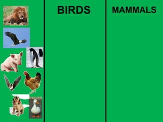 BIRDS MAMMALS 
 
