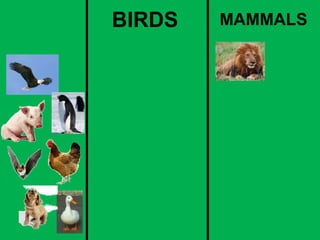 BIRDS MAMMALS 
 
