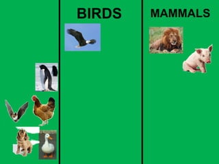 BIRDS MAMMALS 
 