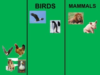 BIRDS MAMMALS 
 