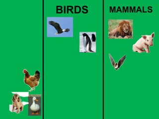BIRDS MAMMALS 
 