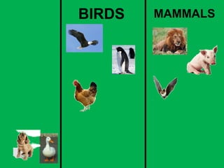 BIRDS MAMMALS 
 