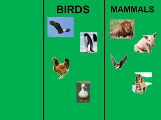 BIRDS MAMMALS 
