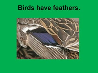 Birds have feathers. 
 