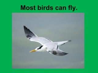 Most birds can fly. 
 