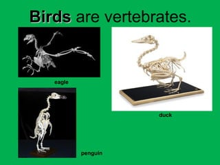 BBiirrddss are vertebrates. 
eagle 
duck 
penguin 
 