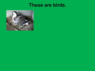 These are birds. 
 