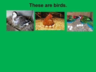 These are birds. 
 