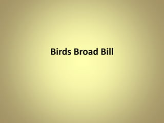 Birds Broad Bill
 