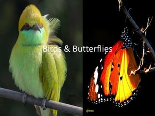 Birds & Butterflies
 