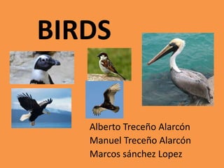 BIRDS
Alberto Treceño Alarcón
Manuel Treceño Alarcón
Marcos sánchez Lopez
 