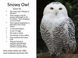 Snowy Owl
           Ashton W.
  •    The snow owl’s lifespan is
       28 years.
  •    Their weight is 40-70
       ounces and length is 20-
       27 inches. Their wingspan
       is 4.5-5.5 feet.
  •    Their special adaptation is
       that they have sharp
       talons.
  •     It eats ptarmigans.
  •    It lays 7-9 eggs.
  •    The male is white.
  •    The female is like a zebra.
  •    They swallow their prey
       hole.
  •    They are found in
       northern Scandinavia,
       northern Russia, and
       northern Canada Birds.

Birds Amber Books Ltd. 2009.
www.wikipedia.org Snowy Owl
 