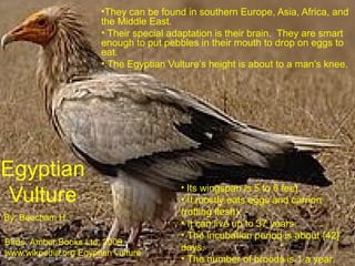 •They can be found in southern Europe, Asia, Africa, and
                       the Middle East.
                       • Their special adaptation is their brain. They are smart
                       enough to put pebbles in their mouth to drop on eggs to
                       eat.
                       • The Egyptian Vulture’s height is about to a man’s knee.




Egyptian
 Vulture
                                         • Its wingspan is 5 to 6 feet.
                                         • It mostly eats eggs and carrion
                                         (rotting flesh).
By: Beecham H.
                                         • It can live up to 37 years.
                                         • The incubation period is about {42}
Birds. Amber Books Ltd. 2009
                                         days.
www.wikpedia.org Egyptian vulture
                                         • The number of broods is 1 a year.
 