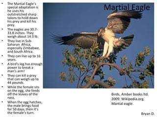 •   The Martial Eagle’s
    special adaptation is
    he uses his
                              Martial Eagle
    outstretched sharp
    talons to hold down
    his prey and kill his
    prey.
•   The eagles are 30.7-
    33.8 inches. They
    weigh about 14.3 lb.
•   They live in Sub-
    Saharan Africa,
    especially Zimbabwe,
    and South Africa.
•   They can live up to 16
    years.
•   A bird’s leg has enough
    power to break a
    man’s arm!
•   They can kill a prey
    that can weigh up to
    44 pounds.
•   While the female sits
    on the egg, she feeds
    off the leaves of the       Birds. Amber books ltd.
    nest.                       2009. Wikipedia.org.
•   When the egg hatches,       Martial eagle.
    the male brings food
    for 50 days, then it’s
    the female’s turn.                            Bryan D.
 