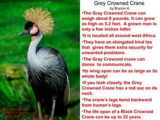 Grey Crowned Crane
                                       by Brycon H.
                         •The Gray Crowned Crane can
                         weigh about 8 pounds. It can grow
                         as high as 5.2 feet. A grown man is
                         only a few inches taller.
                         •It is located all around west Africa.
                         •They have an elongated hind toe
                         that gives them extra security for
                         unwanted predators.
                         •The Gray Crowned crane can
                         dance to communicate.
                         •Its wing span can be as large as its
                         whole body!
                         •If you look closely, the Grey
                         Crowned Crane has a red sac on its
                         neck.
                         •The crane’s legs bend backward
                         from human’s legs.
Birds .Amber books ltd
2009 Grey Crowned        •The life span of a Black Crowned
Craned, clip art
                         Crane can be up to 22 years.
 