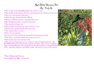 Red Billed Streamer Tail
                                                By: Cody G.
•The weight of the Red Billed Streamer Tail is 5.2 g.
•The length of this bird is 22-30 in., including his tail which is 8.7-11.8 in.
•They are only found in Jamaica.
• They lay eggs during October-March.
•Their incubation period is around 14-21 days.
•The fledgling period is around 14-21 days.
•The number of eggs is 2.
•The number of broods are up to 3 times a year.
•Their call is a loud metallic ting, ting, ting.
•The tropical diet is nectar.
•They do not migrate.
•It was once believed that the tail made the humming sound .
•The bill is coral with a black tip. It grows 2.5 cm.
•Only males have the streamer tails.
•The special adaptations are in common with all humming birds. The
Red-Billed Streamer Tail needs a calorie rich diet. The nectar is high in
sugar and provides this. To reach the nectar, this bird has an elongated bill
and a specially adapted extendable tongue allowing it to access the nectar.



•Birds. Amber books Ltd. 2009.
•www.wikipedia.org/ Red – streamer tail
 