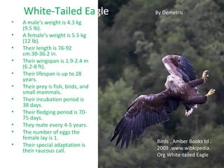 White-Tailed Eagle               By Demetris
•   A male’s weight is 4.3 kg
    (9.5 lb).
•   A female’s weight is 5.5 kg
    (12 lb).
•   Their length is 76-92
    cm.30-36.2 in.
•   Their wingspan is 1.9-2.4 m
    (6.2-8 ft).
•   Their lifespan is up to 28
    years.
•   Their prey is fish, birds, and
    small mammals.
•   Their incubation period is
    38 days.
•   Their fledging period is 70-
    75 days.
•   They mate every 4-5 years.
•   The number of eggs the
    female lay is 1.
                                     Birds . Amber Books td .
•   Their special adaptation is
    their raucous call.              2009 .www.wibkipedia.
                                     Org White-tailed Eagle
 