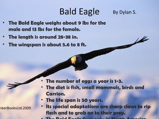 Bald Eagle             By Dylan S.
  • The Bald Eagle weighs about 9 lbs for the
    male and 13 lbs for the female.
  • The length is around 28-38 in.
  • The wingspan is about 5.6 to 8 ft.




                     • The number of eggs a year is 1-3.
                     • The diet is fish, small mammals, birds and
                       Carrion.
                     • The life span is 50 years.
mberBooksLtd.2009.   • Its special adaptations are sharp claws to rip
                       flesh and to grab on to their prey.
 