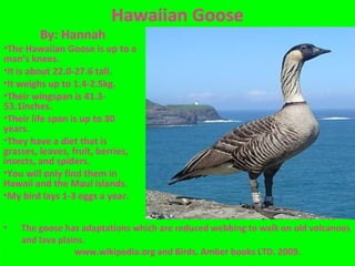 Hawaiian Goose
        By: Hannah
•The Hawaiian Goose is up to a
man’s knees.
•It is about 22.0-27.6 tall.
•It weighs up to 1.4-2.5kg.
•Their wingspan is 41.3-
53.1inches.
•Their life span is up to 30
years.
•They have a diet that is
grasses, leaves, fruit, berries,
insects, and spiders.
•You will only find them in
Hawaii and the Maui islands.
•My bird lays 1-3 eggs a year.


•   The goose has adaptations which are reduced webbing to walk on old volcanoes
    and lava plains.
                 www.wikipedia.org and Birds. Amber books LTD. 2009.
 