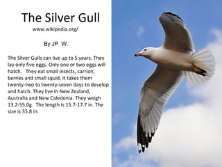 The Silver Gull
           www.wikipedia.org/

                By JP W.

The Silver Gulls can live up to 5 years. They
lay only five eggs. Only one or two eggs will
hatch. They eat small insects, carrion,
berries and small squid. It takes them
twenty-two to twenty-seven days to develop
and hatch. They live in New Zealand,
Australia and New Caledonia. They weigh
13.2-55.0g. The length is 15.7-17.7 in. The
size is 35.8 in.
 
