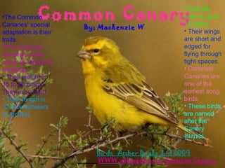 Common Canary
                                               •Their life
•The Common                                    span is up to
Canaries' special                              15 years.
                      By; Mackenzie W
adaptation is their                            • Their wings
traits.                                        are short and
•The Common                                    edged for
Canaries' traits                               flying through
occur as selective                             tight spaces.
breeding.                                      • Common
• Their weight is                              Canaries are
15 to 20 grams.                                one of the
They're so light!                              earliest song
• Their length is                              birds.
12.5 centimeters                               • These birds
(5 inches).                                    are named
                                               after the
                                               Canary
                                               Islands.

                         Birds Amber Books Ltd 2009
                         WWW.wikipedia.org Common Canary
 