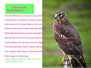 Hen Harrier
   By Madelyn S.
• The Hen Harrier lives in Europe , Asia and North America.

• A Hen Harrier is a bird that only eats mammals.

• Hen Harriers live in open habitats, such as vegetation or farm land.

• Baby Hen Harriers are often killed while they are in their nest.

• Most adult Hen Harriers can live up to eight years.

• Hen Harriers who live in Europe and Asia migrate to a warmer climate during the winter.

• Their predators are raccoons, skunks, badgers, and owls.

• They also eat frogs, insects, rabbits, and ducks.

• Their weight is 290- 400 g. for the males and females weigh 390-750 g.

• Their length is 16-20 inches.
 Birds . Amber Books ltd 2009 hen harrier
 www. Wikipedia. org
 