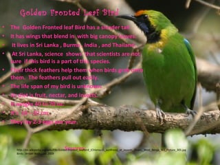 Golden Fronted Leaf Bird
•   The Golden Fronted leaf Bird has a slender tail.
•   It has wings that blend in with big canopy leaves.
•    It lives in Sri Lanka , Burma , India , and Thailand.
•    At Sri Lanka, science shows that scientists are not
    sure if this bird is a part of this species.
•   Their thick feathers help them when birds grab onto
    them. The feathers pull out easily.
•   The life span of my bird is unknown.
•   Its diet is fruit, nectar, and insects.
•   It weighs 40 to 70 oz.
•   It’s 18 – 20 cm .
•   They lay 2-3 eggs per year.



                                          Sources:
      http://en.wikipedia.org/wiki/File:Golden-fronted_Leafbird_(Chloropsis_aurifrons)_at_Jayanti,_Duars,_West_Benga_W2_Picture_305.jpg
      Birds : Amber Books Ltd. 2009
 