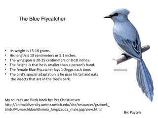 The Blue Flycatcher




•   Its weight is 15-18 grams.
•   His length is 13 centimeters or 5.1 inches.
•   The wingspan is 20-25 centimeters or 8-10 inches.
•   The height is that he is smaller than a person’s hand.
•   The female Blue Flycatcher lays 1-2eggs each time.
•   The bird’s special adaptation is he uses his tail and eats
     the insects that are in the tree’s bark.




My sources are Birds book by: Per Christiansen
http://animaldiversity.ummz.umich.edu/site/resources/grzimek_
birds/Monarchidae/Elminia_longicauda_male.jpg/view.html
                                                                 By: Paytyn
 