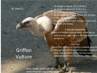 •   Its weight is about [13.2-28.6lb.].
By. Shane S.                          •   Its length is about [37.4-43.3 in.].
                                      •   Its wing span is about [7.5-8.7 ft.].
                                      •   Its incubation period is about 151-53 days.
                                      •   It has one brood a year.
                                      •   This bird’s typical diet is large carrion such
                                          as goats and sheep.

                                                   A Special Adaptation
                                      When the Griffon Vulture soars in the sky its
                                        amazing eye sight helps it find dead animals
                                        to feed on.

                                                          Cool Fact
                                      The Griffon Vulture is found in isolated pockets
    Griffon                             through parts of Southern Europe, Southern
                                        Asia, and Northern Africa but has been
    Vulture                             exterminated from most of its other ranges.




               Birds. Amber books Ltd. 2009
               www.wikipedai.org.Griffon Vulture
 