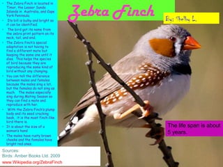 • The Zebra Finch is located in
  Timor, the Lesser Sunda
  Islands in Australia, and Cape
  York Peninsula.
• Its bill is bulky and bright so
                                    Zebra Finch   By: Shelby L.
  it can be identified.
• The bird got its name from
  the zebra print pattern on its
  neck, tail, and end.
• The Zebra finch’s special
  adaptation is not having to
  find a different mate but
  keeping the same one until it
  dies. This helps the species
  of bird because they are
  reproducing the same kind of
  bird without any changing.
• You can tell the difference
  between males and females
  because the males sing a lot,
  but the females do not sing as
  much. The males especially
  sing during Mating Season so
  they can find a mate and
  reproduce with her.
• With the Zebra Finch’s plump
  body and its seed cracking
  beak, it is the most finch-like
  bird there is.
• It is about the size of a                       The life span is about
  woman’s hand
                                                  5 years.
• The males have rusty brown
  cheeks and the females have
  bright red ones.

Sources:
Birds: Amber Books Ltd. 2009
www.Wikipedia.org/ZebraFinch
 