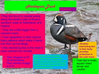 Harlequin Duck
                                                         Sydney S.

•They are found in coastal areas
along the eastern side of Russia,
southern coast of Greenland, and
Iceland.
• They are a little bigger than a
woman's hand.
• Their adaptation is their colorful
body patterns which helps it blend
into their surroundings.                                                  •Another
                                                                          interesting fact
• One interesting fact is the male is                                     is their body
more colorful than female.                                                provides
                                                                          protection in
                             Birds Amber books Ltd.2009.
  • Their wingspan is 57-                                                 the cold rivers.
                             http://www.polar.ca/organisms
    75 centimenters.         /bids/ marine/ ducks/ harlequin .htm    • Their diet is snails,
  • Their number of eggs     http://nationalzoosiedu/scbi/migrat       aquatic insect
                             ory bids/featured bids/default.cfm?
    is 4-10.                                                           larvae, and
                             bird =harlequin duck.
                                                                       crayfish.
 