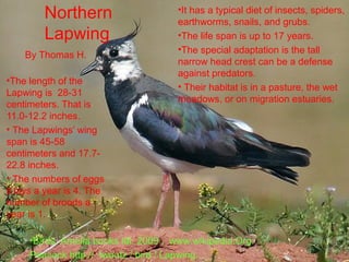 Northern                     •It has a typical diet of insects, spiders,
                                      earthworms, snails, and grubs.
         Lapwing                      •The life span is up to 17 years.
                                      •The special adaptation is the tall
    By Thomas H.
                                      narrow head crest can be a defense
                                      against predators.
•The length of the
                                      • Their habitat is in a pasture, the wet
Lapwing is 28-31
                                      meadows, or on migration estuaries.
centimeters. That is
11.0-12.2 inches.
• The Lapwings’ wing
span is 45-58
centimeters and 17.7-
22.8 inches.
• The numbers of eggs
it lays a year is 4. The
number of broods a
year is 1.

     •Birds. Amelia books ldt. 2009 . www.wikipedia.Org.
     Peacock http:// twootz / bird / Lapwing.
 
