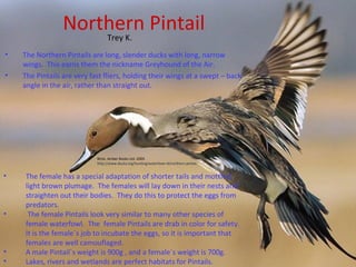 Northern Pintail
                     Trey K.
•   The Northern Pintails are long, slender ducks with long, narrow
    wings. This earns them the nickname Greyhound of the Air.
•   The Pintails are very fast fliers, holding their wings at a swept – back
    angle in the air, rather than straight out.




                            Birds. Amber Books Ltd. 2009.
                            http://www.ducks.org/hunting/waterfowl-id/northern-pintail.


•   The female has a special adaptation of shorter tails and mottled,
    light brown plumage. The females will lay down in their nests and
    straighten out their bodies. They do this to protect the eggs from
    predators.
•    The female Pintails look very similar to many other species of
    female waterfowl. The female Pintails are drab in color for safety.
    It is the female`s job to incubate the eggs, so it is important that
    females are well camouflaged.
•   A male Pintail`s weight is 900g , and a female`s weight is 700g.
•   Lakes, rivers and wetlands are perfect habitats for Pintails.
 