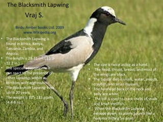 The Blacksmith Lapwing
              Vraj S.
        Birds. Amber books Ltd. 2009
             www.Wikipedia.org
• The Blacksmith Lapwing is
  found in Africa, Kenya,
  Tanzania, Zambia, and
  Angola.
• The length is 28-31 cm ( 11.0-
  12.2 in.).                           • The size is twice as big as a hand.
• The special adaptation is it         • The head, throat, breast, and most of
  can react to the presence of           the wings are black.
  other lapwings within its            • The typical diet is snails, water, insects,
  territory with aggression.             crayfish, and small mussels.
• The Blacksmith Lapwing lives         • The forehead back of the neck and
  up to 20 years.                        belly are white.
• The weight is 125-225 grams          • The bill is used to crack shells of snails
  (4.4-8 oz.).                           and small shellfish.
                                       • When the Blacksmith Lapwing
                                         swoops down, its alarm sounds like a
                                         hammer hitting an anvil.
 