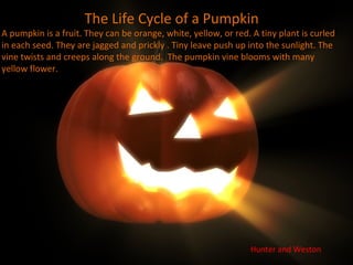 The Life Cycle of a Pumpkin
A pumpkin is a fruit. They can be orange, white, yellow, or red. A tiny plant is curled
in each seed. They are jagged and prickly . Tiny leave push up into the sunlight. The
vine twists and creeps along the ground. The pumpkin vine blooms with many
yellow flower.




                                                                Hunter and Weston
 