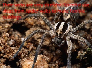 Their webs are very stretchy. Scientist use
ideas from spider webs to make flexible
buildings. SETH AND JOSUE
 
