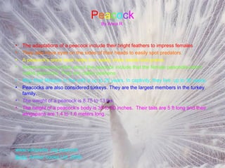 Peacock
                                          By Anna R.



•   The adaptations of a peacock include their bright feathers to impress females.
•   They also have eyes on the sides of their heads to easily spot predators.
•   A peacock’s short beak helps him easily chew seeds and grains.
•   Some interesting facts about the peacock include that the female peacocks aren’t
    called peacocks. They are called peahens.
•   Also their lifespan in the wild is up to 20 years. In captivity, they live up to 30 years.
•   Peacocks are also considered turkeys. They are the largest members in the turkey
    family.
•   The weight of a peacock is 8.75 to 13 lbs.
•   The height of a peacock’s body is 35 to 50 inches. Their tails are 5 ft long and their
    wingspans are 1.4 to 1.6 meters long.




www.wikipedia .org peacock
Birds. Amber books Ltd. 2009.
 