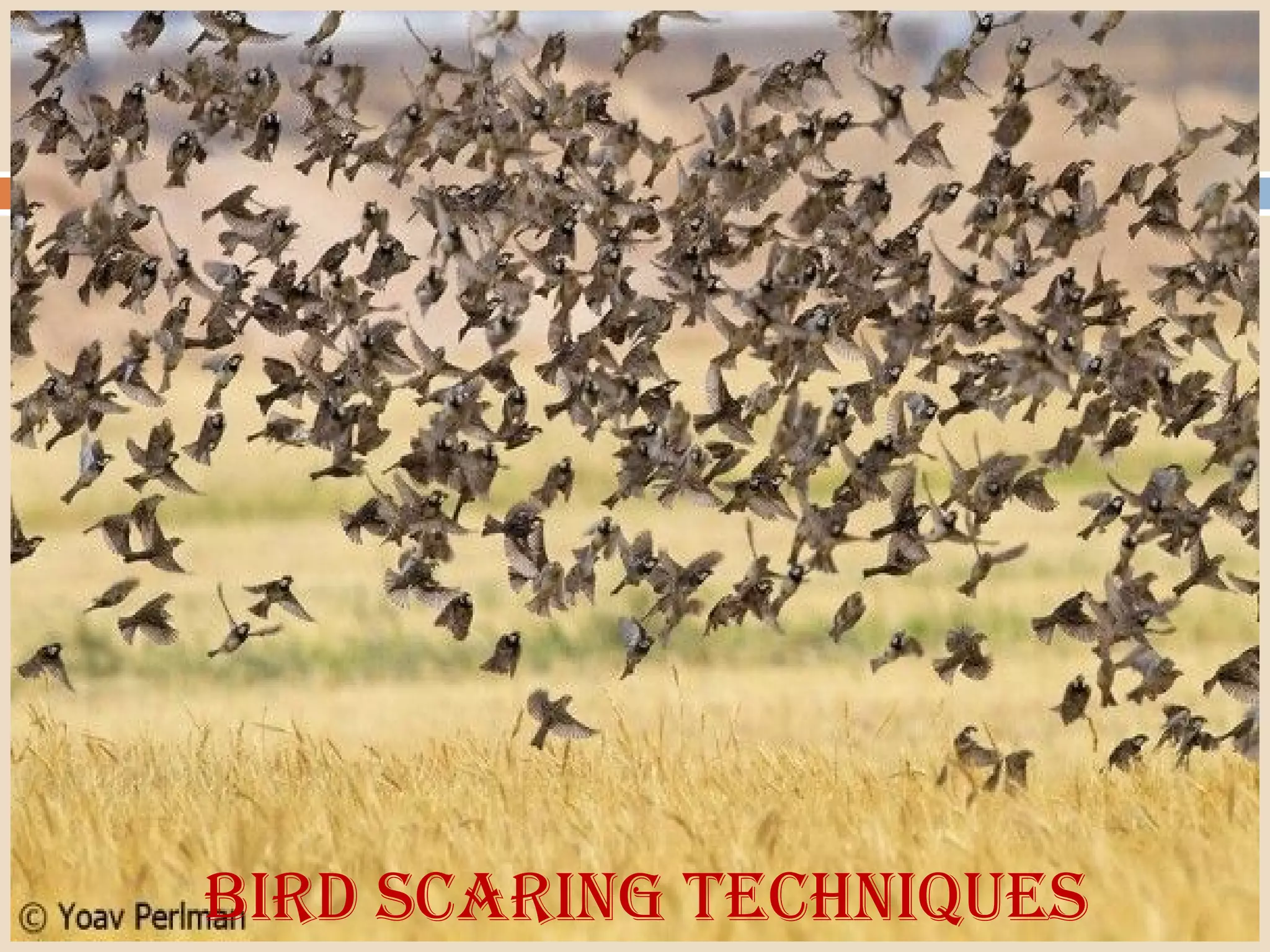 Bird scaring tecHniques
 